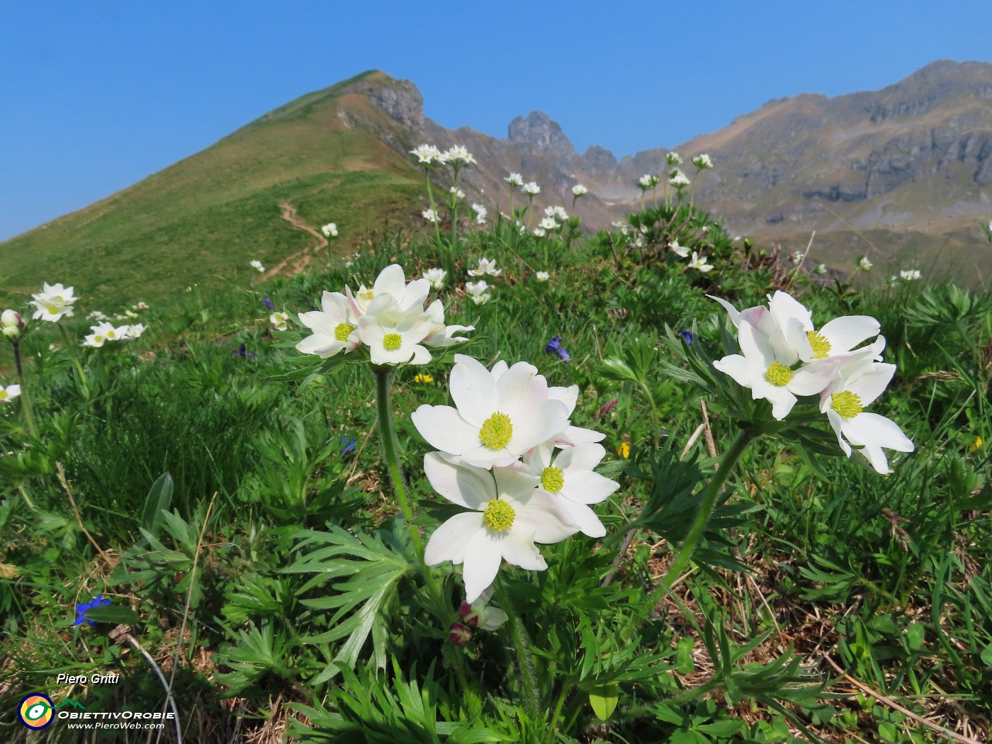 21 Anemonastrum narcissiflorum  con vista in Triomen-Valletto-Ponteranica.JPG